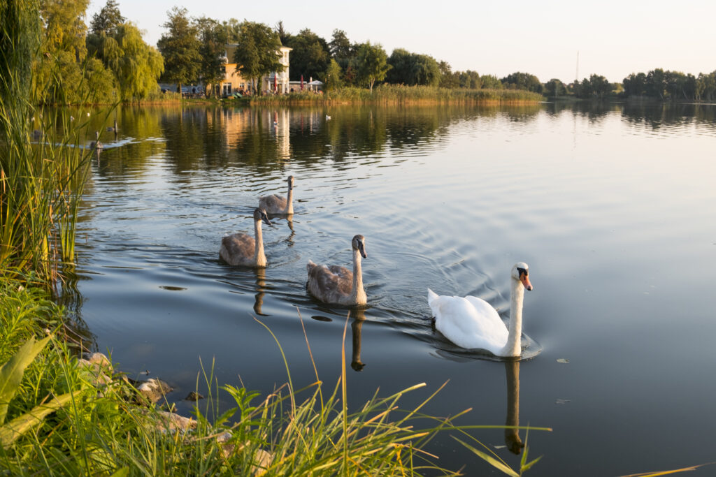 Germany, Usedom, Bansin, mute swans on Schloonsee